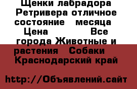 Щенки лабрадора Ретривера отличное состояние 2 месяца › Цена ­ 30 000 - Все города Животные и растения » Собаки   . Краснодарский край